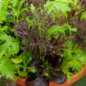 Mesclun Asiatique pour Jeunes Pousses - BIO